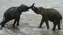 Gajah bermain saat mandi sehari-hari di sungai di Panti Asuhan Gajah Pinnawala di Pinnawala, Kolombo (11/8/2020). Hari Gajah Sedunia dirayakan setiap tahun pada 12 Agustus untuk menyebarkan kesadaran tentang pelestarian dan perlindungan gajah. (AFP/Lakruwan Wanniarachchi)