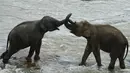 Gajah bermain saat mandi sehari-hari di sungai di Panti Asuhan Gajah Pinnawala di Pinnawala, Kolombo (11/8/2020). Hari Gajah Sedunia dirayakan setiap tahun pada 12 Agustus untuk menyebarkan kesadaran tentang pelestarian dan perlindungan gajah. (AFP/Lakruwan Wanniarachchi)