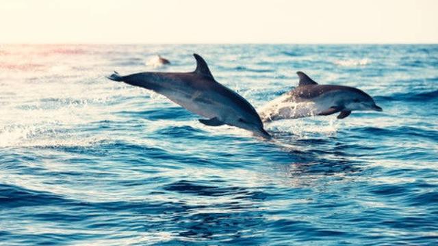 Ilustrasi lumba-lumba.