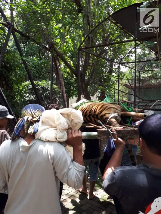 Petugas membawa harimau yang lepas dari kandang di Kebun Binatang Taman Marga Satwa Mangkang, Semarang, Jawa Tengah, Rabu (5/12). Dua harimau benggala yang lepas berjenis kelamin jantan dan betina. (Liputan6.com/Gholib)