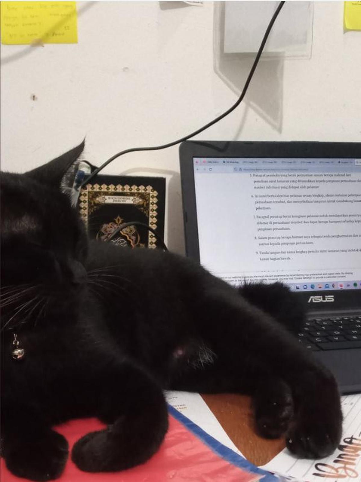 Mengapa Kucing Suka Duduk di Laptop? Ini Penjelasannya
