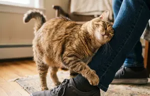 Tanda Kucing Menganggap Anda Induknya, Bukan Sekadar Pemberi Makan