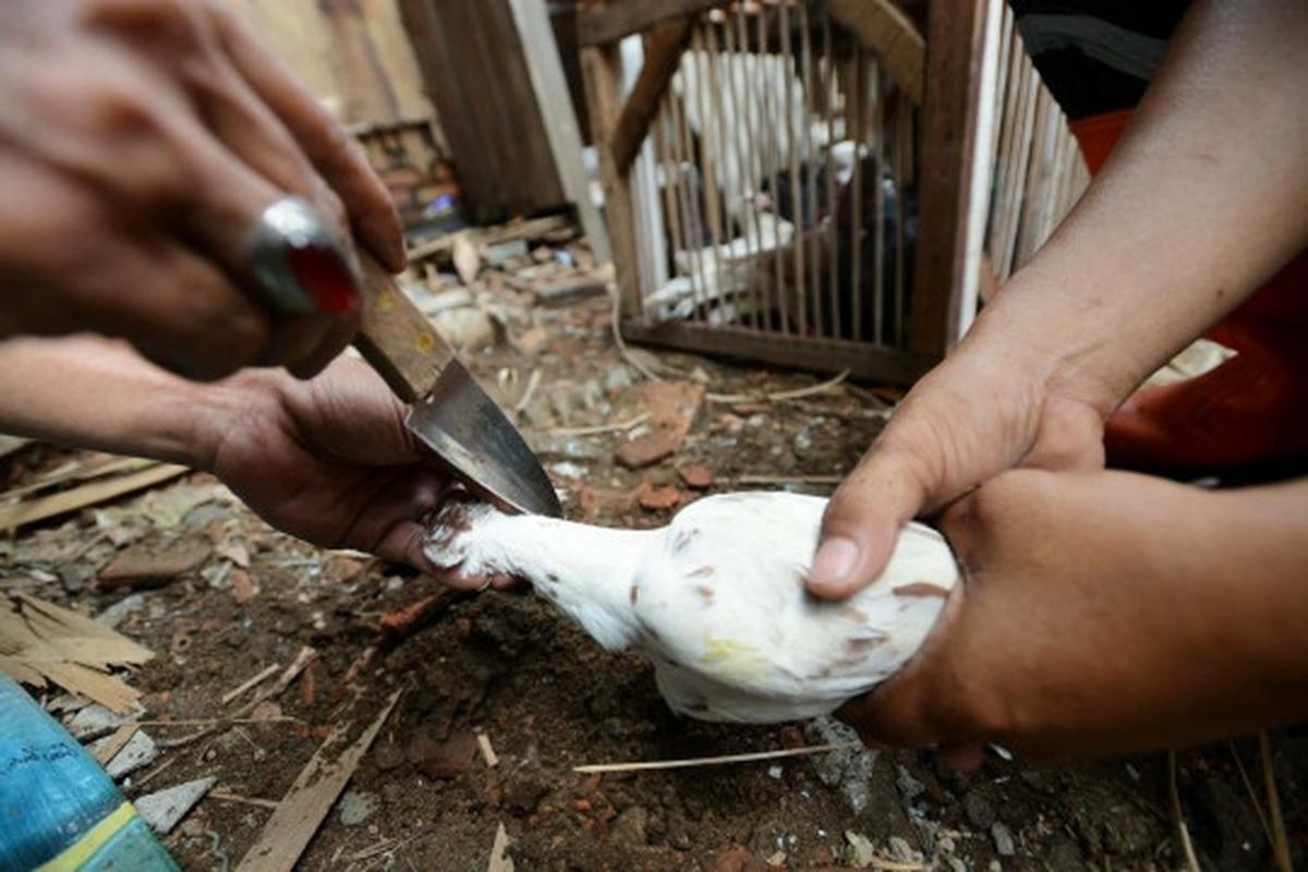 Antisipasi flu burung, kandang unggas di bantaran Ciliwung dibongkar