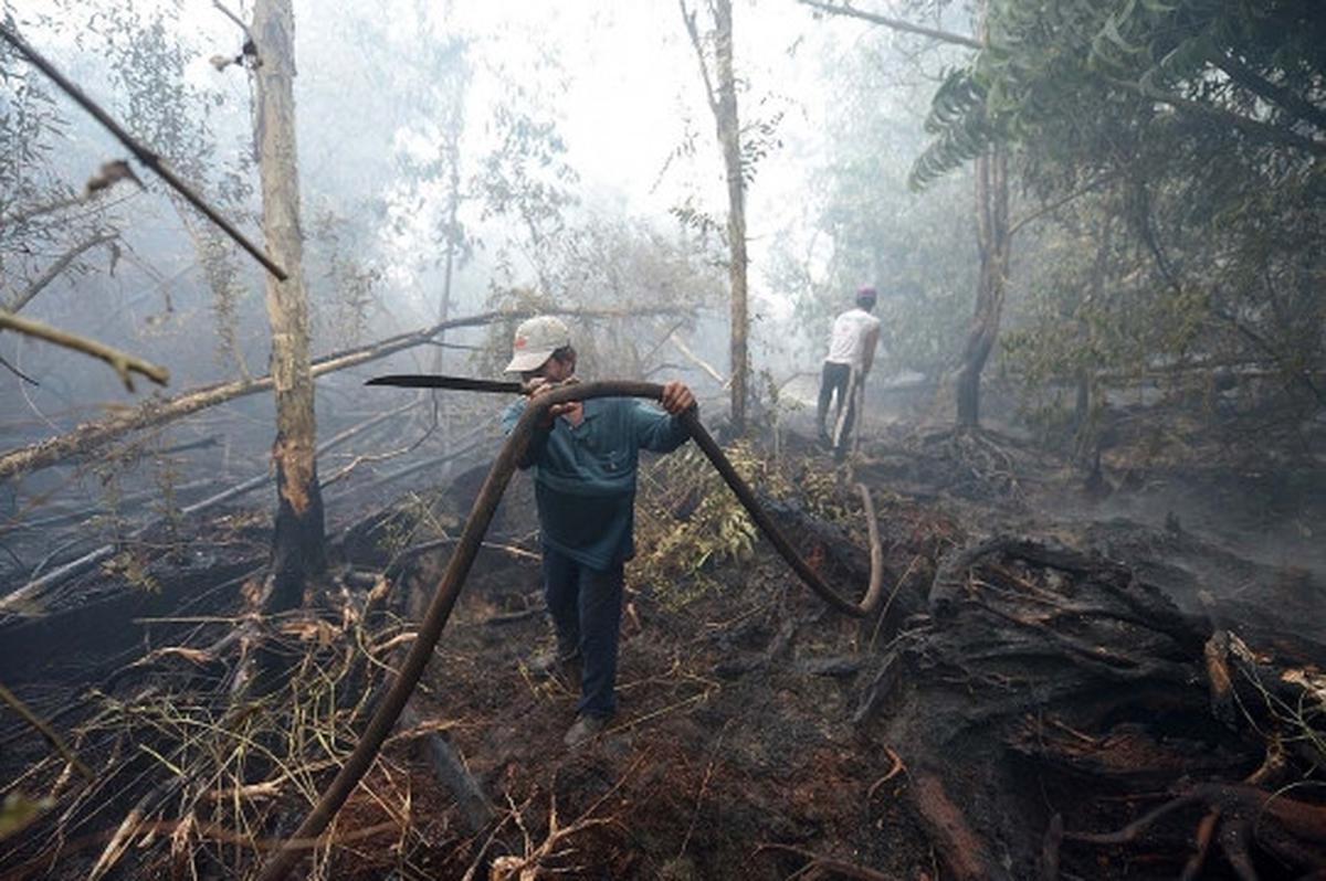 Kisah pekerja kebun kelapa sawit berjibaku padamkan kebakaran hutan