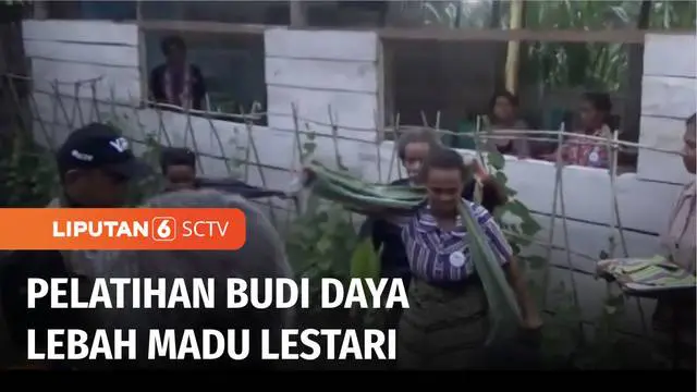 Yayasan Pundi Amal Peduli Kasih SCTV Indosiar dan Inspirator Lebah Madu Indonesia menggelar pelatihan dan sosialisasi peternakan lebah madu lestari bagi warga di perbatasan Indonesia dengan Timor Leste. Warga antusias ikut pelatihan, hingga praktik d...