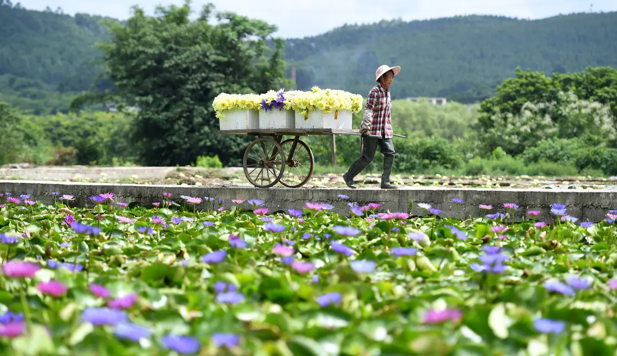 Seorang penduduk desa mengangkut hasil panen bunga teratai di Desa Xiatao di Shibeiping, Daerah Otonom Etnis Zhuang Guangxi, China, 5 Agustus 2020. Dalam beberapa tahun terakhir, produksi teh bunga teratai menjadi cara baru bagi penduduk setempat untuk meningkatkan pendapatan. (Xinhua/Li Hanchi)