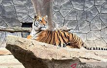 DPRD Jabar Panggil BBKSDA dan Dinas Kehutanan Pasca Kematian Harimau Bandung Zoo
