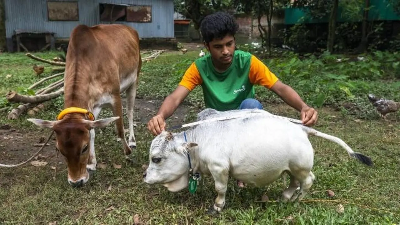 Kenalkan Sapi Terpendek di Dunia, Tingginya Hanya 51 Cm