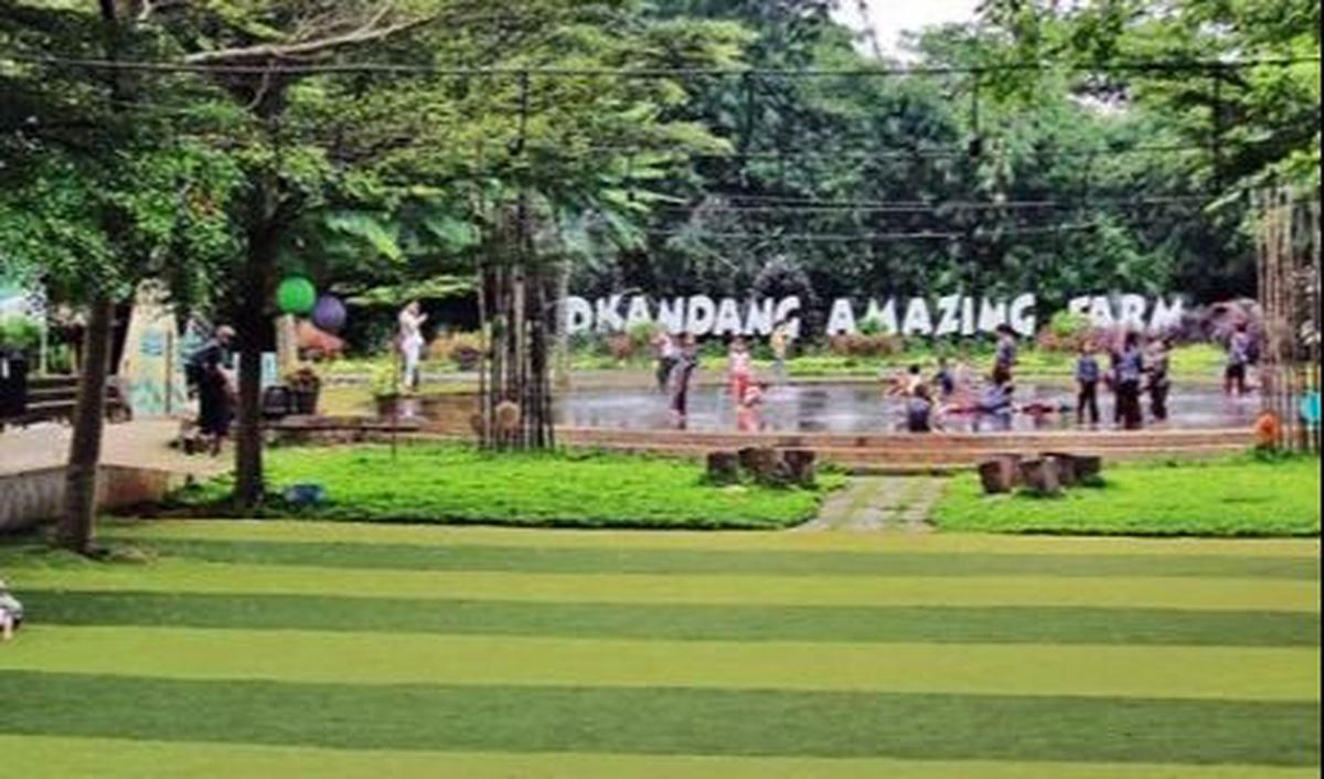 Pengunjung dapat belajar tentang proses pertanian, memerah susu, dan bahkan menunggang kerbau.
