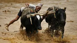 Seorang petani menggarap sawah menggunakan sapi saat merayakan Asar Pandra atau hari menanam padi di Distrik Dhading, Nepal, Minggu (30/6/2019). Umat Hindu Nepal menganggap Asar Pandra sebagai hari baik untuk menanam padi. (AP Photo/Niranjan Shrestha)