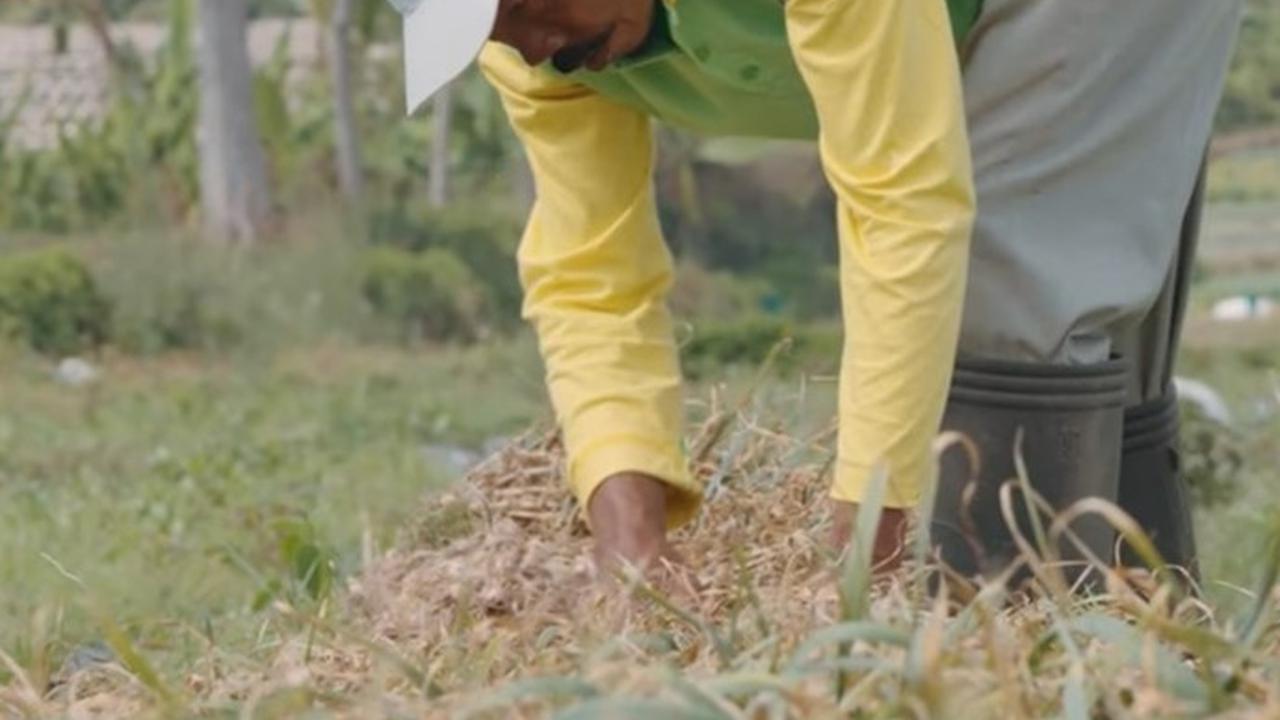 Petani bawang putih di Jateng