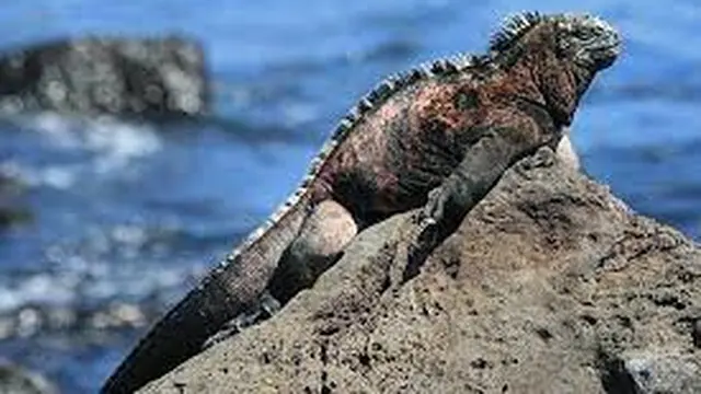 Di mana Iguana Laut Biasanya Tinggal?