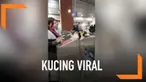 Seekor kucing bernama Mitsy viral karena tingkahnya yang tak biasa. Ia duduk di pintu masuk stasiun kereta seperti petugas.