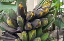 Manfaat Pisang Kepok untuk Asam Lambung, Atasi Maag Secara Alami