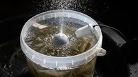 Panduan Ternak Udang Ember Tanpa Aerator untuk Pemula yang Praktis dan Hemat Biaya