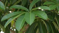 Pule (Alstonia scholaris) memiliki beragam manfaat untuk kesehatan (kehati.jogjaprov.go.id)