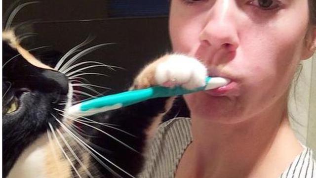 8 Potret Kucing Usil yang Tak Berhenti Ganggu Pemiliknya