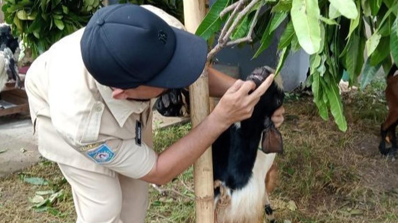 Jelang Idul Adha, Distan Mataram Intensifkan Pemeriksaan Kesehatan Hewan Kurban