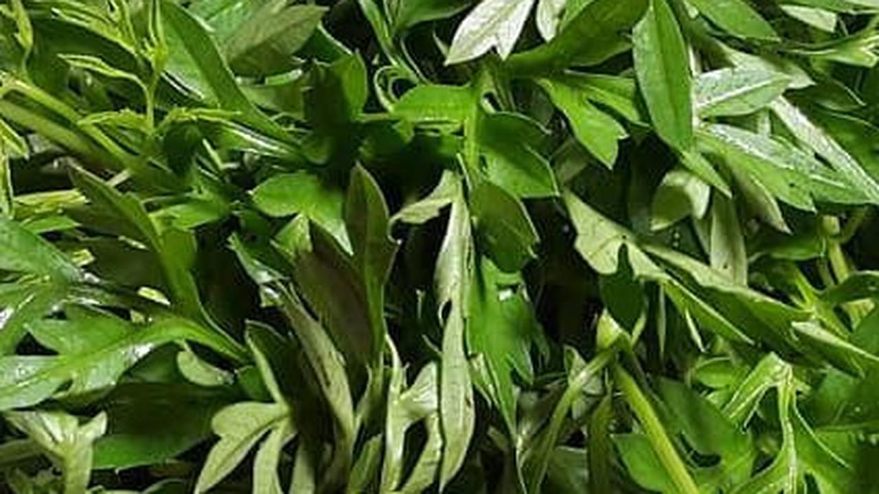 Cuma Perlu Dua Bahan, Ini Cara Rebus Daun Kenikir Agar Bertekstur Empuk tapi Tetap Hijau Segar