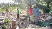 Warga Gemas Saat Musim Gajah-Gajah Melintas