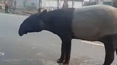 BKSDA Ungkap Alasan Tapir Muncul di Jalan Mesuji