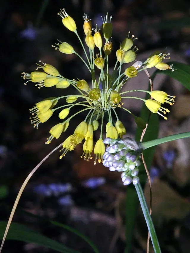 Tanaman allium (Wikipedia.org)