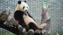 Seekor panda raksasa terlihat di taman panda raksasa yang baru dibuka di Prefektur Otonom Etnis Tujia dan Miao Xiangxi, Provinsi Hunan, China tengah, pada 1 Juli 2020. Delapan ekor panda raksasa dari Provinsi Sichuan, China barat daya, tampil perdana di taman itu pada Rabu (1/7). (Xinhua/Chen S