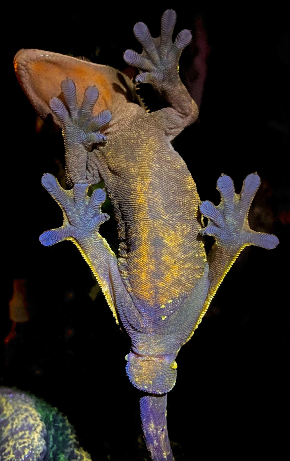 Arti Bunyi Tokek 5 Kali
