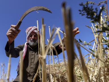 Seorang petani mengambil bagian dalam panen gandum tahunan di sebuah ladang di Rafah, Jalur Gaza, Palestina, Minggu (8/5/2022). (SAID KHATIB/AFP)