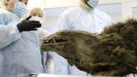 Mumi beruang yang ditemukan di lapisan es Permafrost Siberia yang hidup 3.500 tahun yang lalu. (Source: live science)