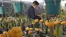 Seorang pria Peneliti dari Pyongyang Floriculture Institute meneliti dan membudidayakan kaktus dan bunga di Pyongyang, Korea Utara, DPRK (14/12/2020). (AP Photo / Jon Chol Jin)