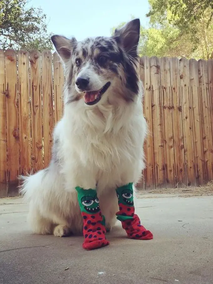 27 Anjing Berkaus Kaki yang Bikin Kamu Ingin Ajak ke Sekolah