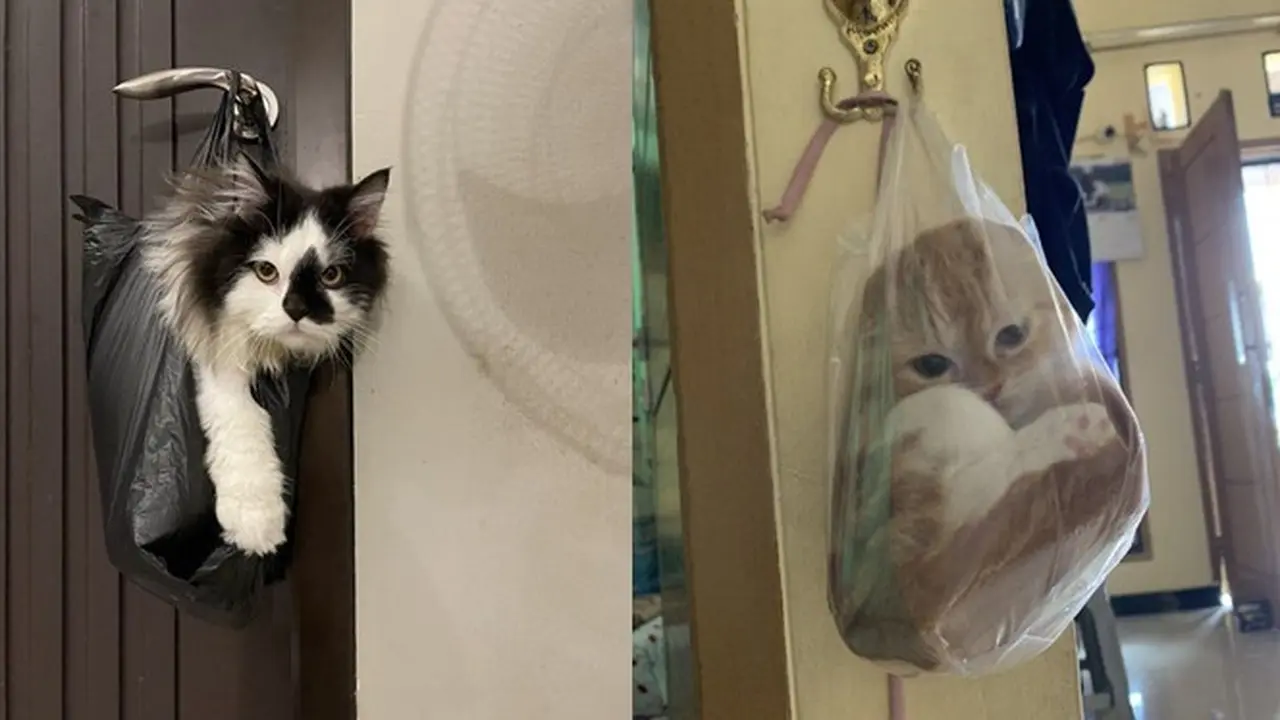 6 Potret Kucing Dicantelin Gagang Pintu di Dalam Kantong Kresek Ini Kocak, Pasrah Banget