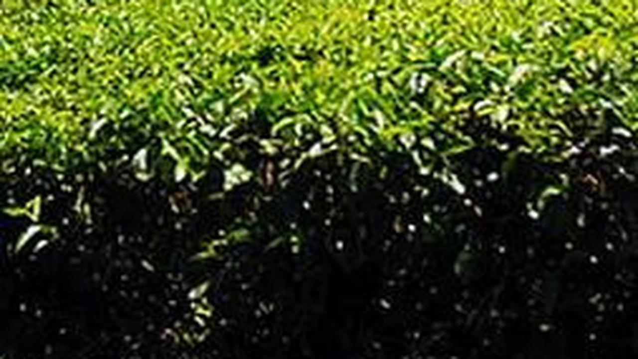 Misteri dan Keeksotisan Gunung Kerinci yang Melegenda