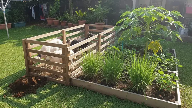 Usaha Ternak Kombinasi Kebun Mini untuk Konsep Mandiri Pangan