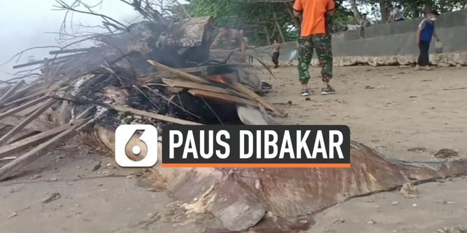 VIDEO: Paus 10 Meter Dibakar di Balikpapan