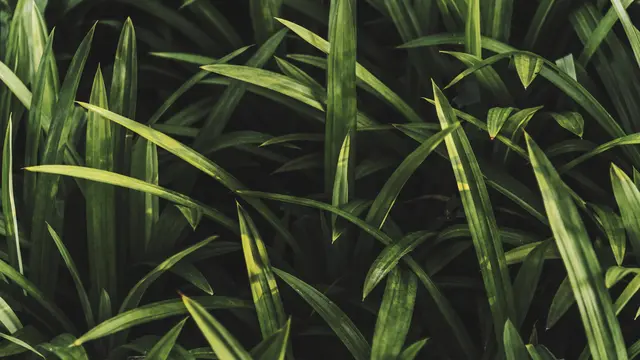 Ilustrasi daun pandan