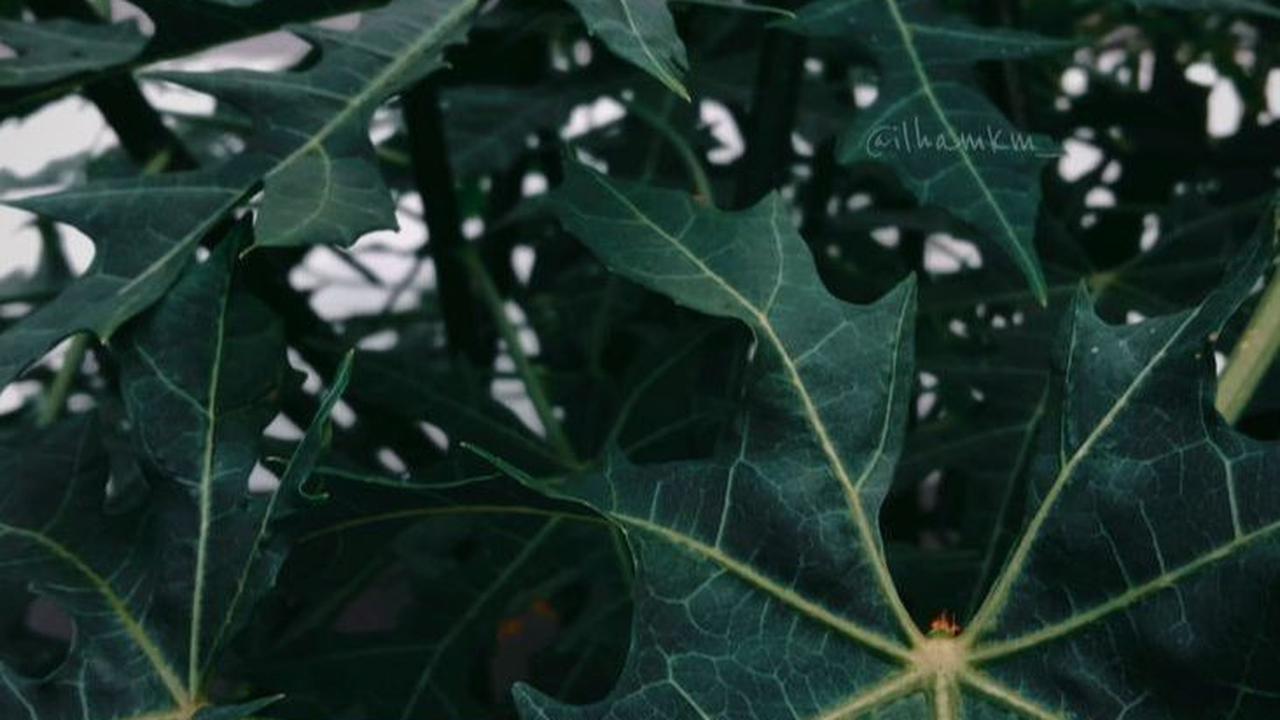 Daun Pepaya