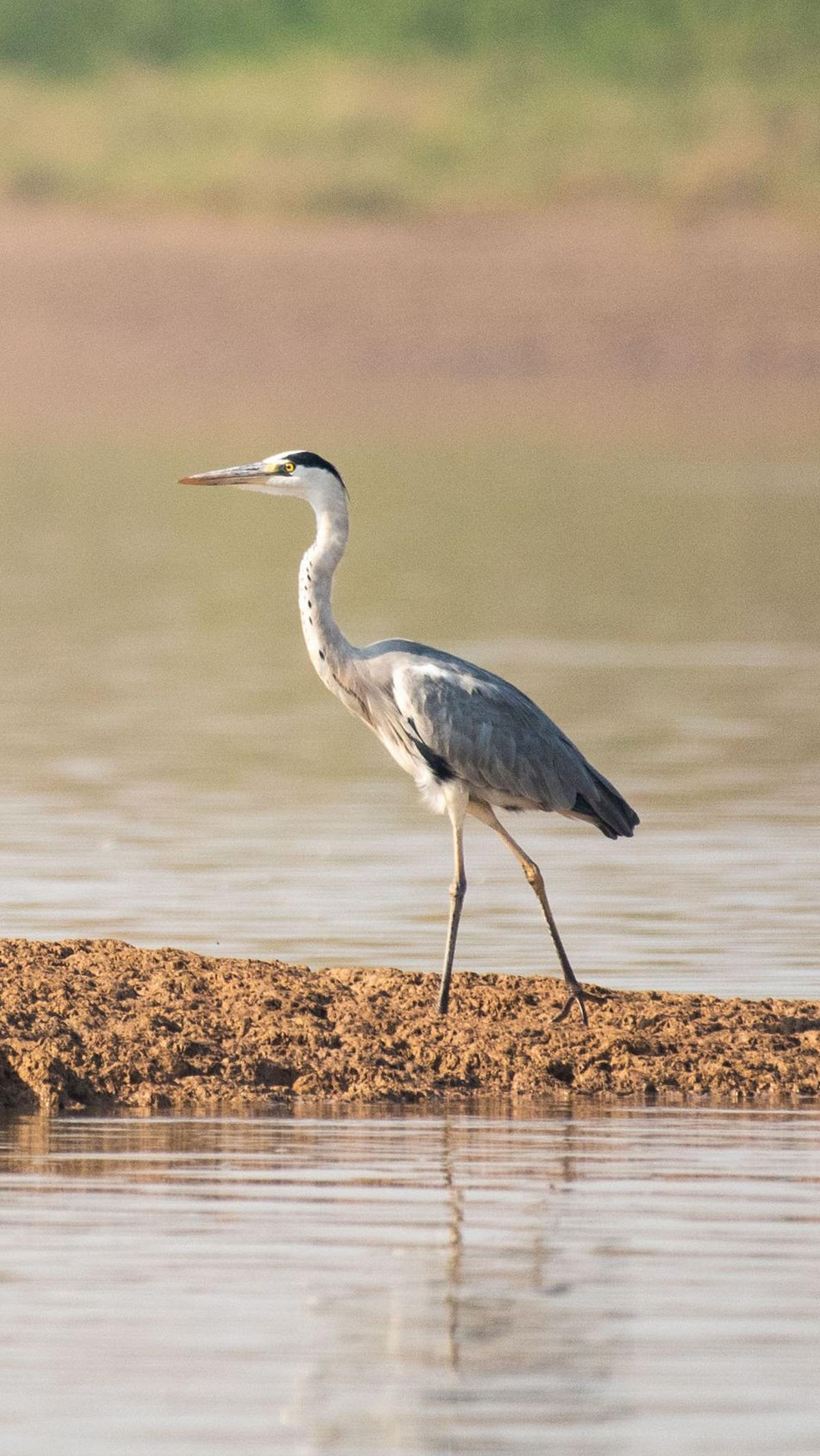 15. Burung Kuntul Salju<br>