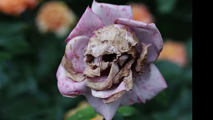 Foto: copyright flickr.com/Todd Terwilliger