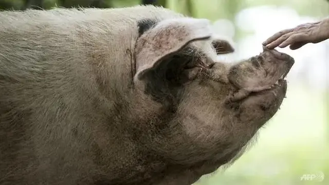 Belum Ada Obat dan Vaksin Spesifik untuk Melawan Virus Nipah yang Sedang Melanda India