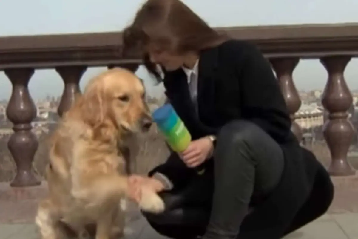 Viral, Anjing Nakal Rebut Mik Reporter yang Sedang Siaran Langsung