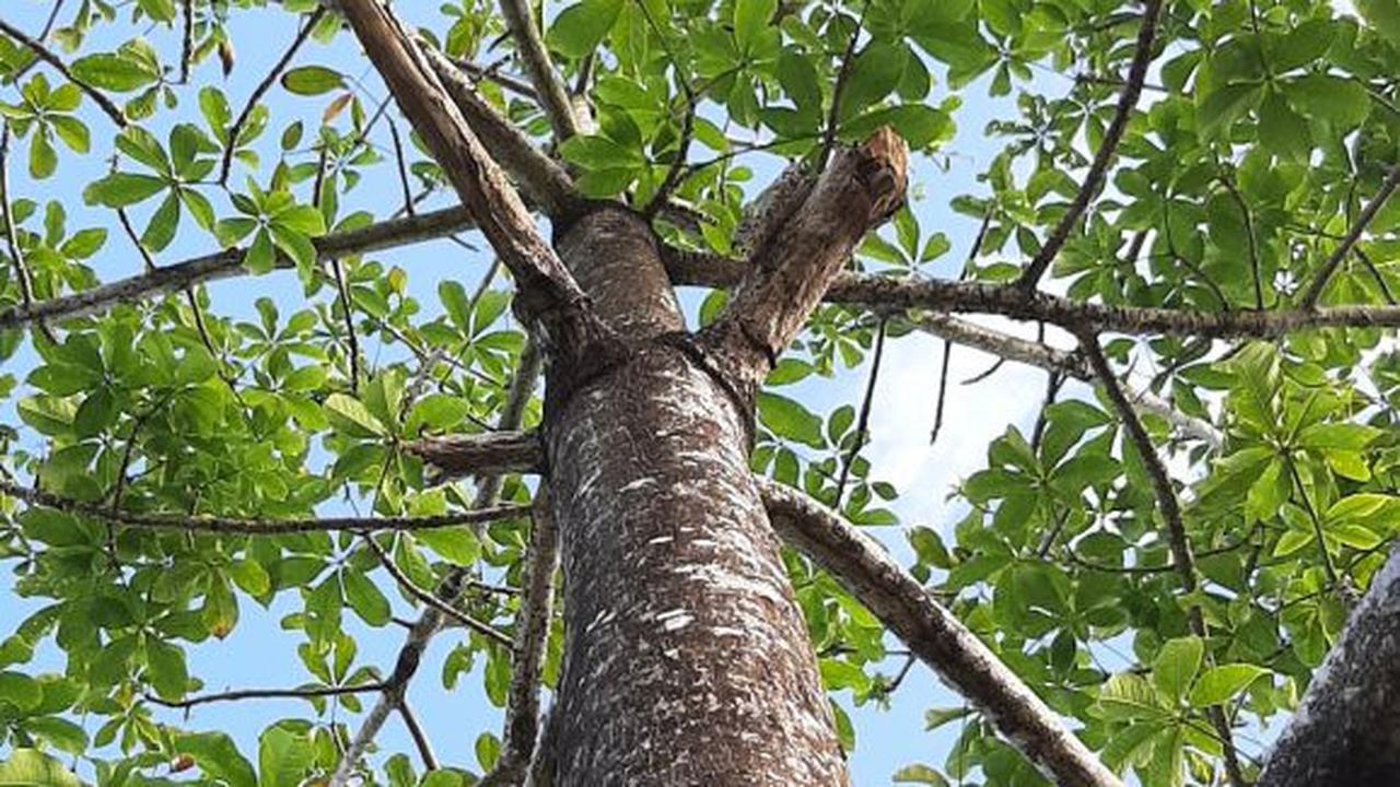 Yuk Dicoba, Ini Cara Merebus Daun Ketapang untuk Solusi Alami Atasi Peradangan Sendi
