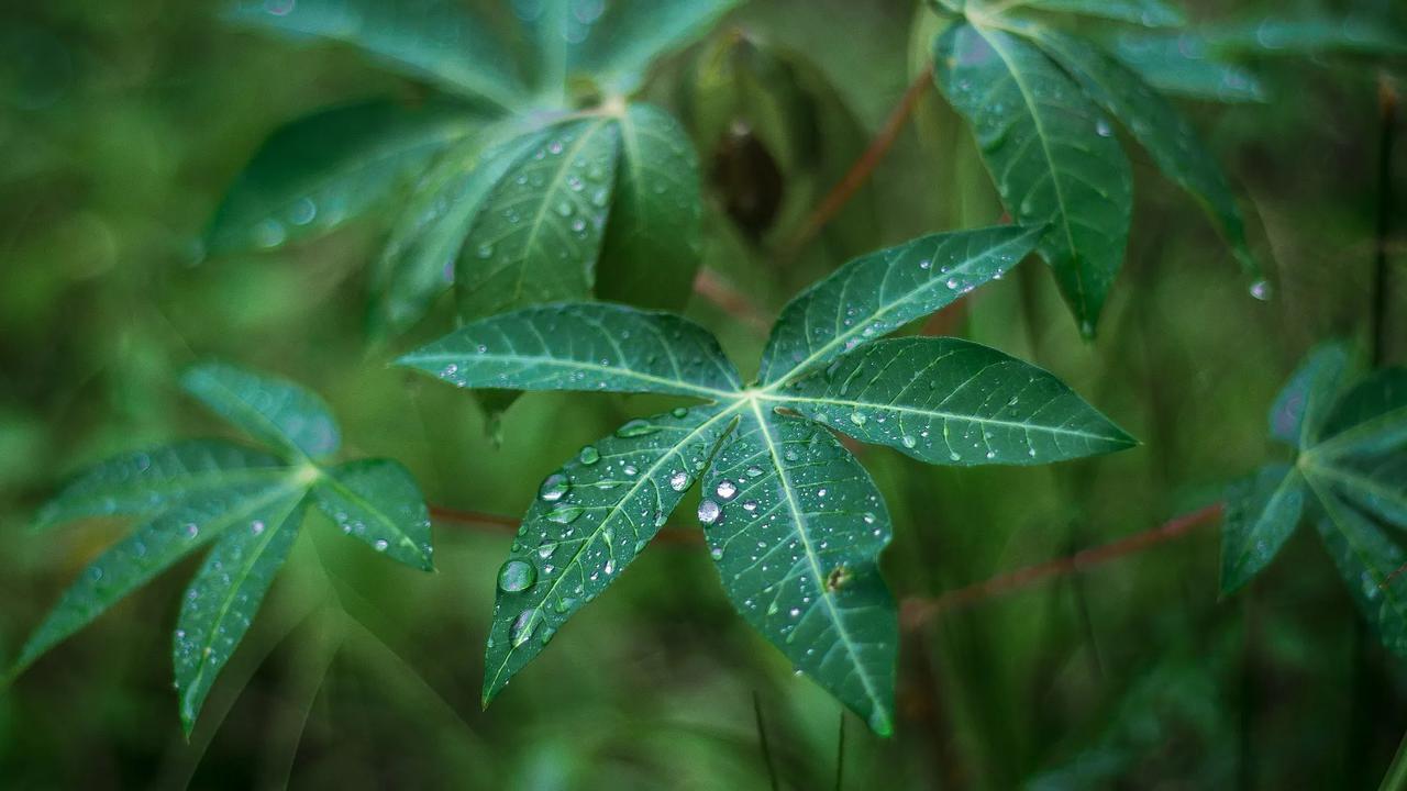 Daun Singkong