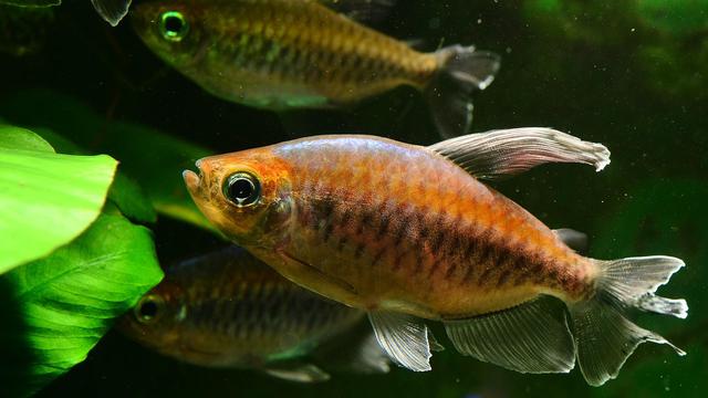 Tetras