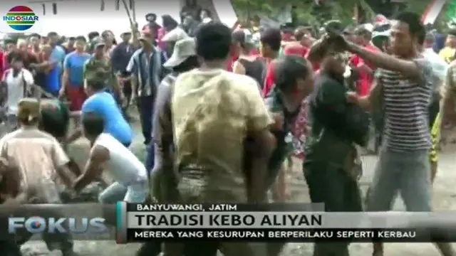Mengintip Tradisi Unik Kebo Aliyan di Banyuwangi