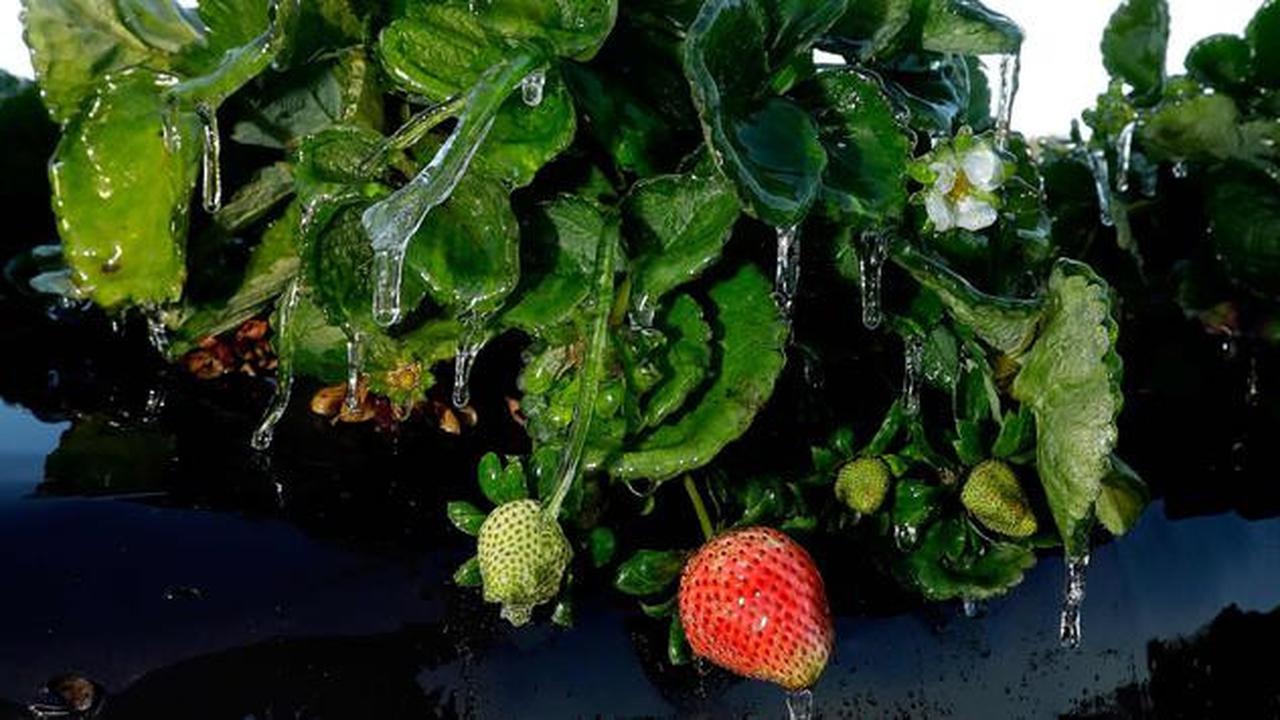 Cara Mudah Menanam Stroberi di Pot, Hasil Manis dan Cantik untuk Dekorasi Rumah