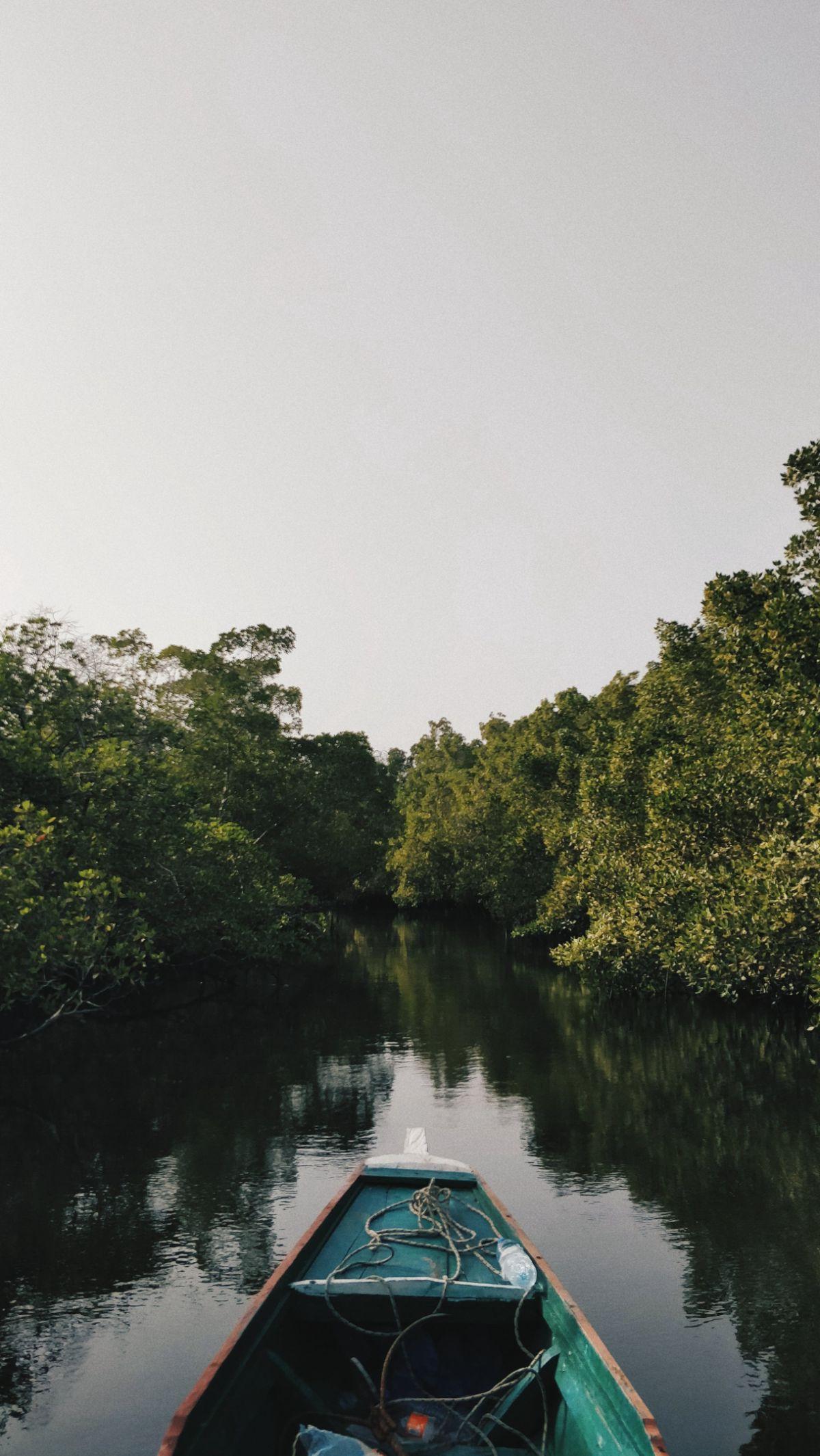<b>Mengenal Apa Itu Mangrove</b>