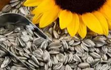 Cara Agar Kuaci Tetap Renyah dan Tidak Melempem dengan Satu Bahan Saja