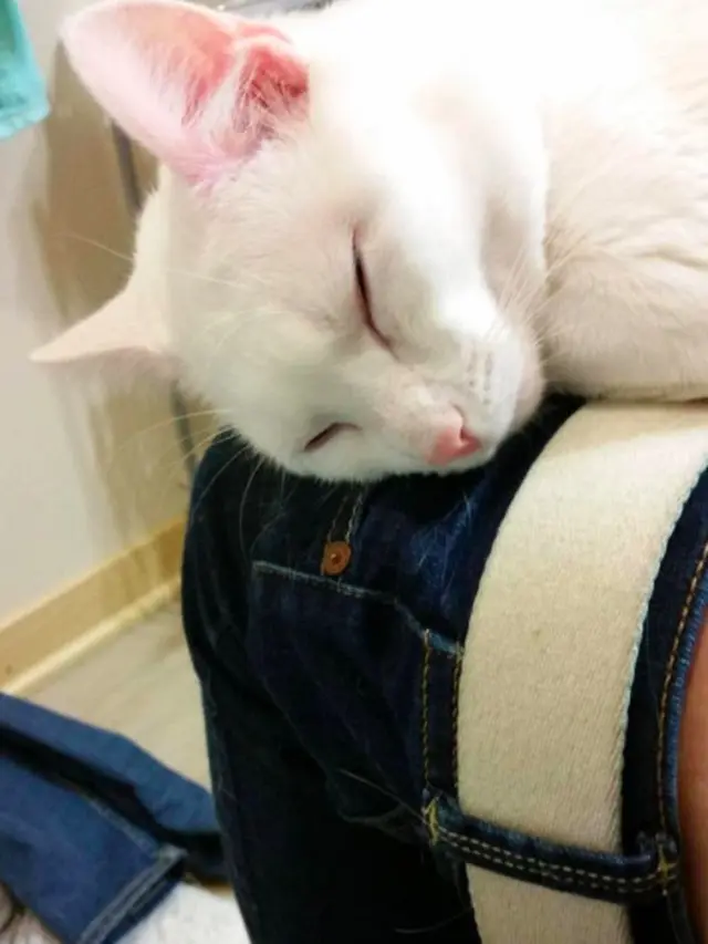 7 Potret Lucu Kucing Saat Bersantai di Tempat Tak Semestinya
